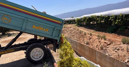 SARIGÖL’DE ŞARAPLIK ÜZÜM ALIMLARI BAŞLADI