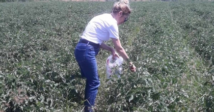 SÖKE'DE HASAT ÖNCESİ PESTİSİT KONTROLÜ YAPILDI
