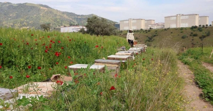 SULTANHİSAR İLÇE TARIM VE ORMAN MÜDÜRLÜĞÜ ARICILARI UYARDI