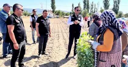 TAŞOLUK’TA 862 BİN BROKOLİ FİDESİ TOPRAKLA BULUŞTU