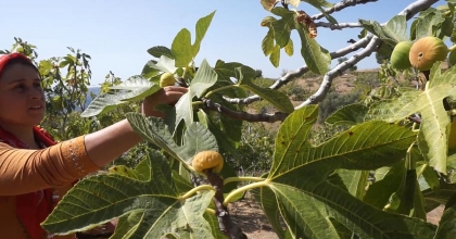 TİRE'DE İNCİR HASATINDA İŞÇİ MAAŞI 90 BİN TL OLDU