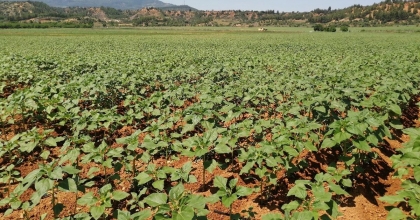 TÜRKİYE’NİN İLK DİJİTAL TARIM PROGRAMI ÇAL’DA BAŞLIYOR