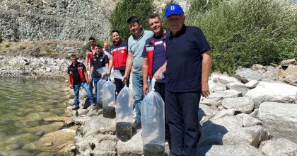 TAVŞANLI'DA 8 GÖLETE BİNLERCE YAVRU SAZAN BIRAKILDI