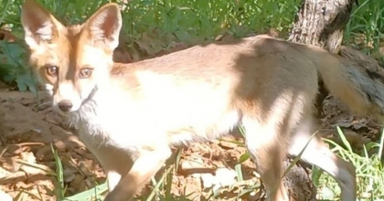 TİLKİYLE GÖZ GÖZE GELDİ KONUŞARAK UĞURLADI