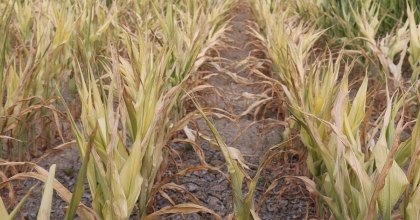 ÜRETİCİ ZARARININ KARŞILANMASINI İSTEDİ