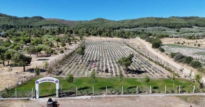YUNUSEMRE'DE LAVANTA BAHÇESİ ZİYARETÇİLERİNİ BEKLİYOR