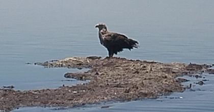 AK KARTAL DENİZLİ’DE GÖRÜLDÜ