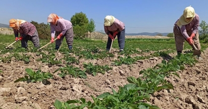 19 İLÇEDE ÜRETİCİLERLE BULUŞMA