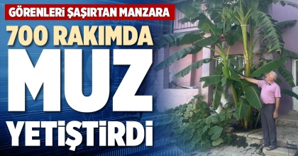 700 RAKIMDA MUZ YETİŞTİRDİ