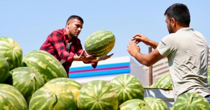 ALIN TERİ ZİYAN OLMADI, KARPUZLAR SOFRALARA ULAŞTI