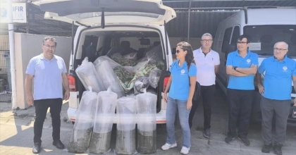 AYDIN’DA 153 BİN SAZAN YAVRUSU DOĞAYLA BULUŞTU