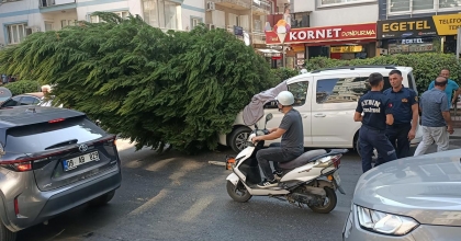 AYDIN’DA AĞAÇ ARACIN ÜSTÜNE DEVRİLDİ