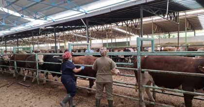 AFYONKARAHİSAR'DA ŞAP HASTALIĞI İLE MÜCADELE SÜRÜYOR