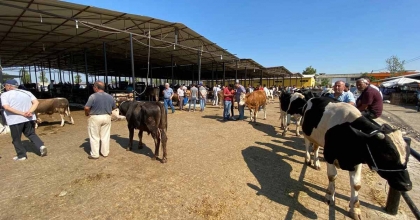 AYDIN’DA CANLI HAYVAN NAKLİYESİ İLE İLGİLİ EĞİTİM VERİLECEK