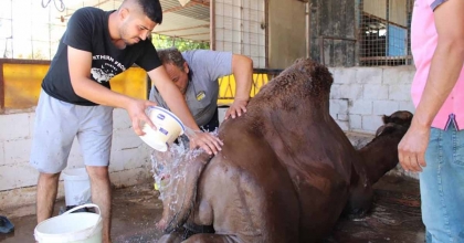 ÇÖL SICAKLARINDAN OLUMSUZ ETKİLENEN DEVELER YIKAMAYA ALINDI