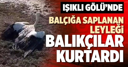 BALÇIĞA SAPLANAN LEYLEĞİ BALIKÇILAR KURTARDI