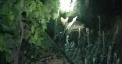 BULDAN’DA TİLKİLER BAĞLARA DADANDI