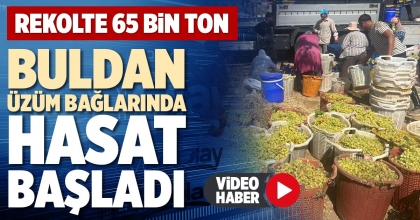 BULDAN ÜZÜM BAĞLARINDA HASAT BAŞLADI