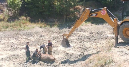 BATAKLIĞA SAPLANAN İNEĞİ İTFAİYE EKİPLERİ KURTARDI