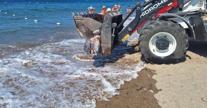 BODRUM’DA ÖLÜ YUNUS SAHİLE VURDU TURİSTLER ŞOK OLDU
