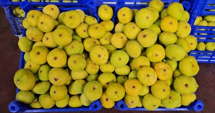 BUHARKENT'TE 18. TAZE İNCİR FESTİVALİ İÇİN GERİ SAYIM BAŞLADI