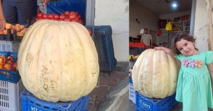 DEVASA BAL KABAĞINI GÖRENLER ŞAŞTI KALDI