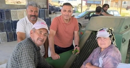 DİNAR'DA KORNİŞON SALATALIK SEZONU BAŞLADI