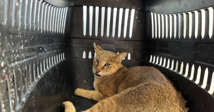 DİDİM’DE YARALI HALDE BULUNAN DAĞ KEDİSİ TEDAVİ ALTINA ALINDI