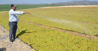 ERKENCİ ÜZÜMDE HEM HASAT HEM KURUTMA BAŞLADI
