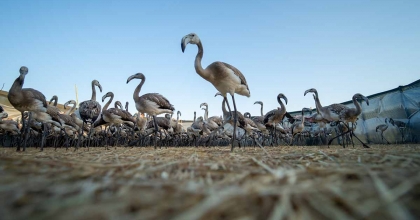 FLAMİNGOLAR GEDİZ DELTASINA HAYAT VERİYOR