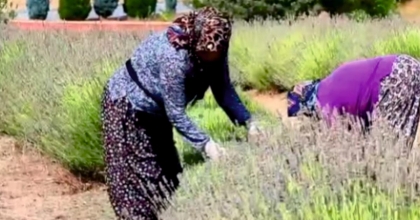 GEDİZ’DE LAVANTA HASADI BAŞLADI