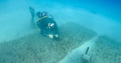 GÖCEK'TE 2 BİN YAŞINDA DENİZ ÇAYIRI KEŞFEDİLDİ