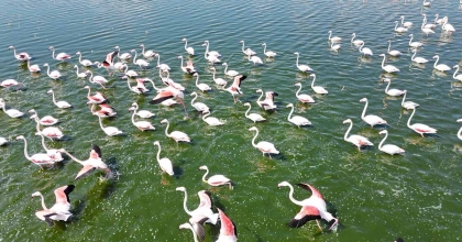 GÖLDE GÖRÜNTÜLENEN FLAMİNGOLAR GÖRSEL ŞÖLEN OLUŞTURDU