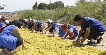 GÖNÜLLÜ GENÇLER ÜZÜM KESTİ, ÜRETİMİ YERİNDE ÖĞRENDİ