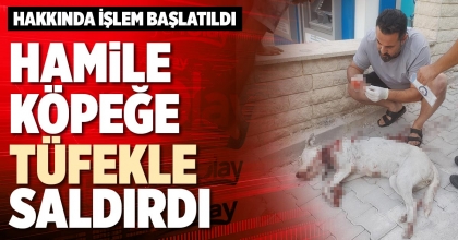HAMİLE KÖPEĞE TÜFEKLE SALDIRDI