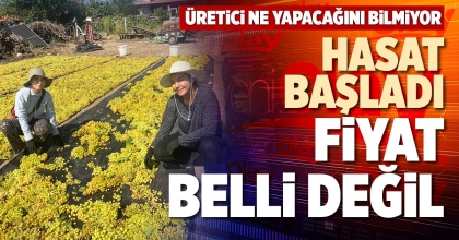 HASAT BAŞLADI FİYAT BELLİ DEĞİL