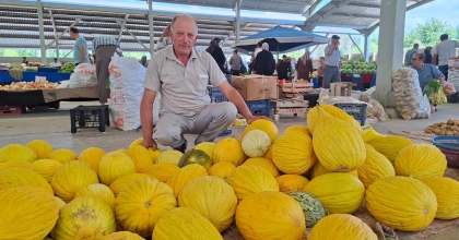 HİSARCIK’TA YERLİ KAVUN 20 TL’DEN TEZGÂHTA YERİNİ ALDI