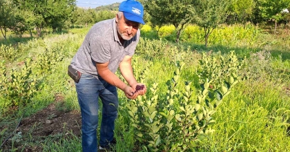 DENEME AMACIYLA DİKTİĞİ ARONYALAR İLK MEYVELERİNİ VERDİ