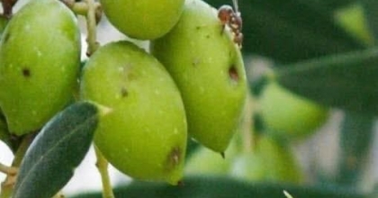 İLÇE TARIMDAN ZEYTİN SİNEĞİNE KARŞI İLAÇLAMA ÇAĞRISI