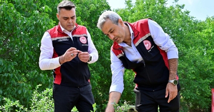 İZMİR’İN İLK TOPRAĞA DİKİM YABAN MERSİNİ HASAT EDİLDİ