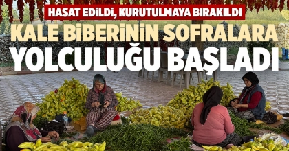 KALE BİBERİNİN SOFRALARA YOLCULUĞU BAŞLADI