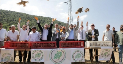 KÜTAHYA’DA 300 KEKLİK DOĞAYA SALINDI
