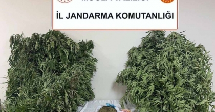 KARABAĞLAR YAYLASI’NDA UYUŞTURUCU OPERASYONU: 1 GÖZALTI