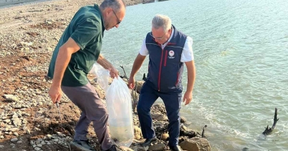 KEMER BARAJI’NA 600 BİN ADET SAZAN YAVRUSU BIRAKILDI