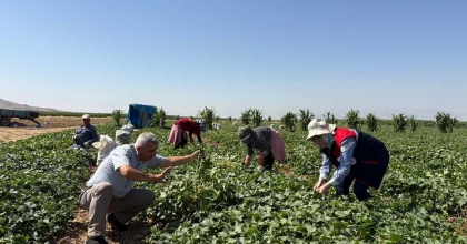 KORNİŞON SALATALIK HASADI DEVAM EDİYOR