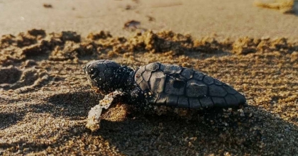 KUŞADASI'NDA İLK YAVRULAR SÜRPRİZ YUVADAN ÇIKTI