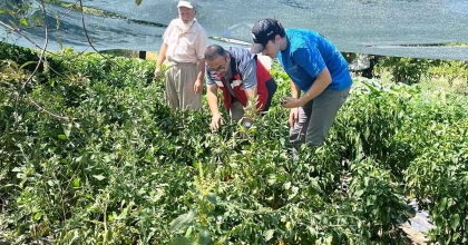 KÜTAHYA'DA DOMATES VE BİBER FİDESİ KONTROLLERİ