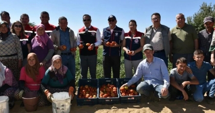 KUYUCAK'TA 220 BİN DOMATES FİDESİNDE HASAT YAPILDI