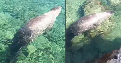 MARMARİS ÇİFTLİK KOYU'NUN SEVİMLİ MİSAFİRİ FOK BALIĞI