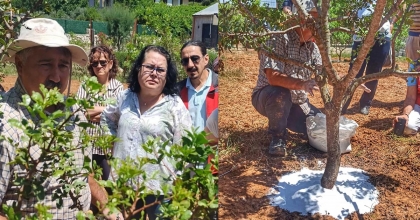 MUĞLA’DA SAKIZ HASADI BAŞLADI